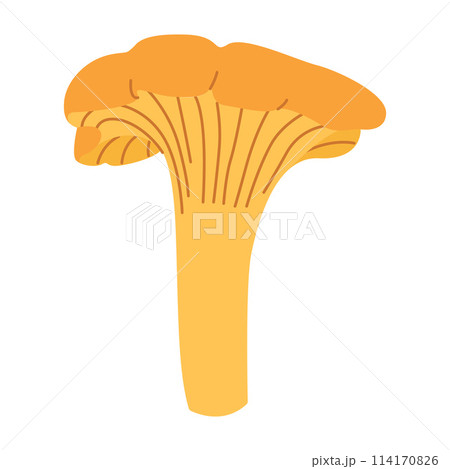 Chanterelle mushrooms. Hand drawn trendy flat style. Doodle of autumn forest harvest. 114170826