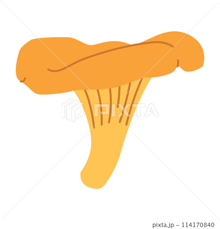 Chanterelle mushrooms. Hand drawn trendy flat style. Doodle of autumn forest harvest. Chanterelle mushrooms. Hand drawn trendy flat style. Doodle of autumn forest harvest. 114170840