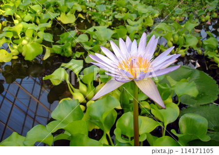 Close up shot of light violet Water lily flower among lush green leaves on water surface in botanical garden pond. With no people beautiful exotic springtime season natural background. 114171105
