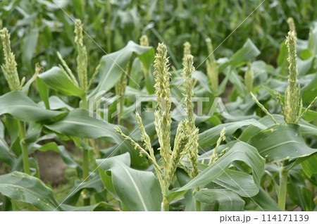 トウモロコシの雄花 114171139