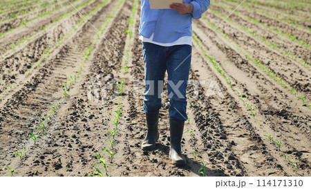 Farmer walks through agricultural field. Male guy entrepreneur walks along corn crops checks quality of harvest plans measures to care of soil plants watering fertilizing weeding pest disease control Farmer walks through agricultural field. Male guy entrepreneur walks along corn crops checks quality of harvest plans measures to care of soil plants watering fertilizing weeding pest disease control 114171310