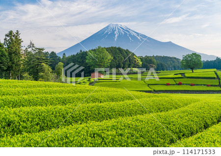 （静岡県）もえぎ色が美しい大淵笹場茶畑越しに富士山 114171533