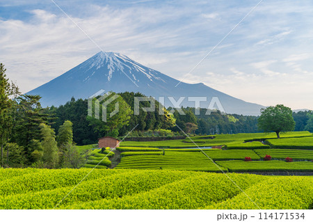 （静岡県）もえぎ色が美しい大淵笹場茶畑越しに富士山 114171534