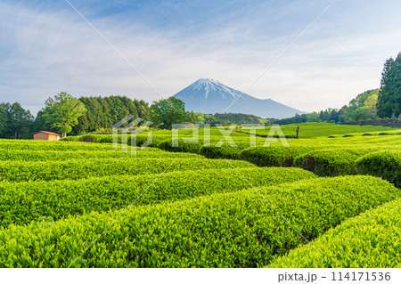 （静岡県）もえぎ色が美しい大淵笹場茶畑越しに富士山 114171536