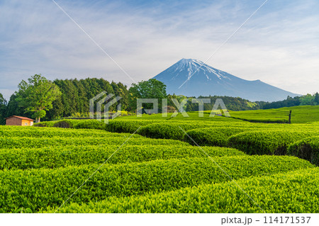(静岡県)もえぎ色が美しい大淵笹場茶畑越しに富士山 (静岡県)もえぎ色が美しい大淵笹場茶畑越しに富士山 114171537