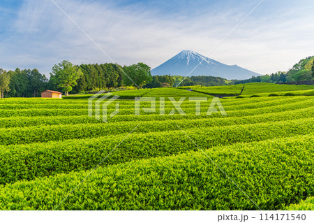(静岡県)もえぎ色が美しい大淵笹場茶畑越しに富士山 (静岡県)もえぎ色が美しい大淵笹場茶畑越しに富士山 114171540