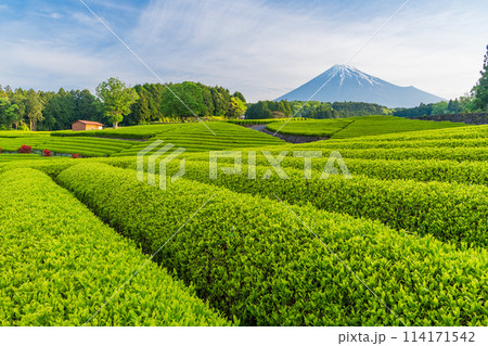 （静岡県）もえぎ色が美しい大淵笹場茶畑越しに富士山 114171542