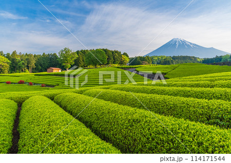 （静岡県）もえぎ色が美しい大淵笹場茶畑越しに富士山 114171544