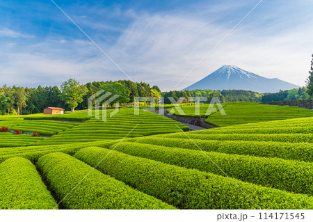 （静岡県）もえぎ色が美しい大淵笹場茶畑越しに富士山 114171545