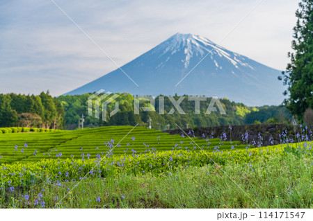 （静岡県）もえぎ色が美しい大淵笹場茶畑越しに富士山 114171547