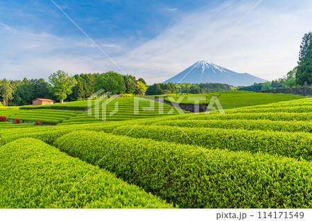 （静岡県）もえぎ色が美しい大淵笹場茶畑越しに富士山 114171549