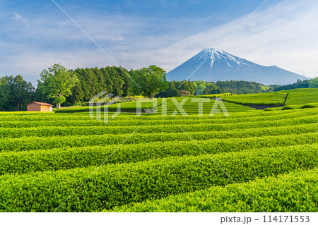 （静岡県）もえぎ色が美しい大淵笹場茶畑越しに富士山 114171553