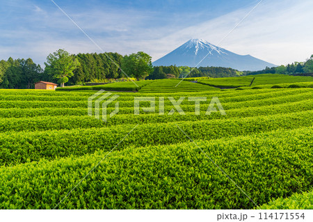 （静岡県）もえぎ色が美しい大淵笹場茶畑越しに富士山 114171554
