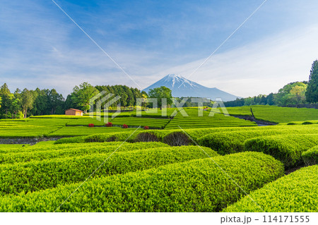 （静岡県）もえぎ色が美しい大淵笹場茶畑越しに富士山 114171555