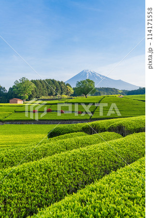 （静岡県）もえぎ色が美しい大淵笹場茶畑越しに富士山 114171558