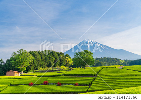 （静岡県）もえぎ色が美しい大淵笹場茶畑越しに富士山 114171560