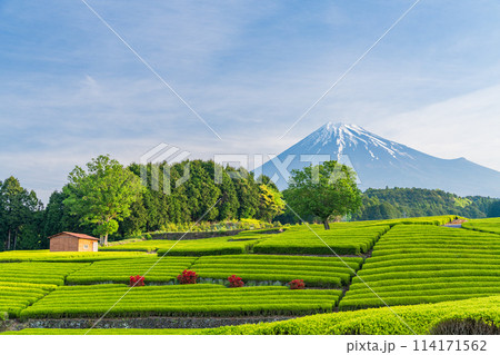 （静岡県）もえぎ色が美しい大淵笹場茶畑越しに富士山 114171562