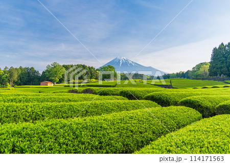 (静岡県)もえぎ色が美しい大淵笹場茶畑越しに富士山 (静岡県)もえぎ色が美しい大淵笹場茶畑越しに富士山 114171563