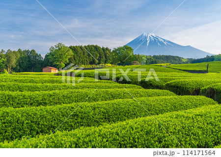 （静岡県）もえぎ色が美しい大淵笹場茶畑越しに富士山 114171564