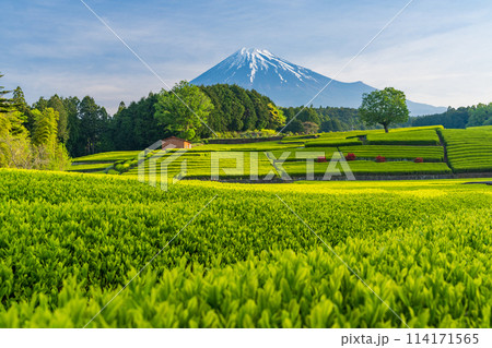（静岡県）もえぎ色が美しい大淵笹場茶畑越しに富士山 114171565