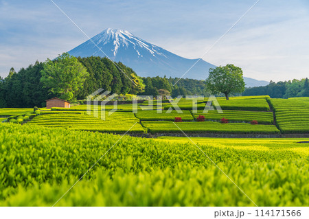 （静岡県）もえぎ色が美しい大淵笹場茶畑越しに富士山 114171566