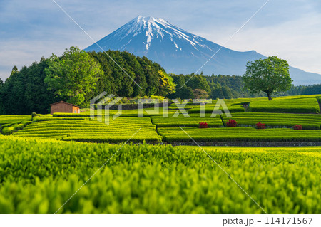 (静岡県)もえぎ色が美しい大淵笹場茶畑越しに富士山 (静岡県)もえぎ色が美しい大淵笹場茶畑越しに富士山 114171567