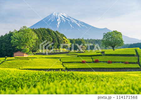 (静岡県)もえぎ色が美しい大淵笹場茶畑越しに富士山 (静岡県)もえぎ色が美しい大淵笹場茶畑越しに富士山 114171568