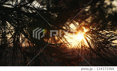 pine branch sunset, sun glare trees, dusk nature lights, serene evening glow, twilight forest scenery, golden hour calmness, sunset pine silhouette, tranquil nature scene, serene twilight ambiance 114171569