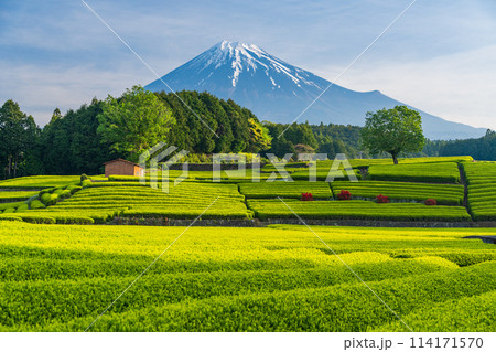 （静岡県）もえぎ色が美しい大淵笹場茶畑越しに富士山 114171570