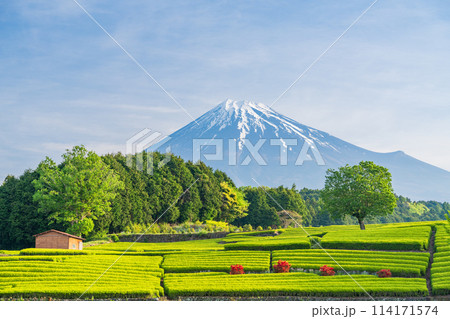 （静岡県）もえぎ色が美しい大淵笹場茶畑越しに富士山 114171574