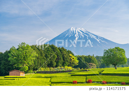 （静岡県）もえぎ色が美しい大淵笹場茶畑越しに富士山 114171575