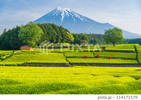 （静岡県）もえぎ色が美しい大淵笹場茶畑越しに富士山 114171579