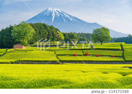 （静岡県）もえぎ色が美しい大淵笹場茶畑越しに富士山 114171580