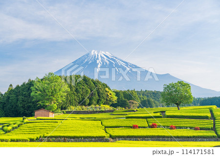 （静岡県）もえぎ色が美しい大淵笹場茶畑越しに富士山 114171581