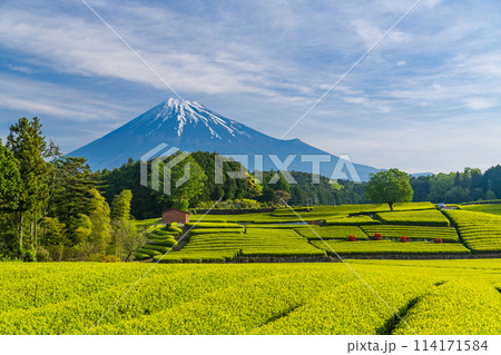 （静岡県）もえぎ色が美しい大淵笹場茶畑越しに富士山 114171584