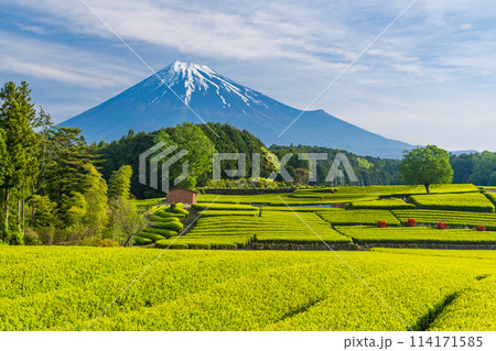 （静岡県）もえぎ色が美しい大淵笹場茶畑越しに富士山 114171585