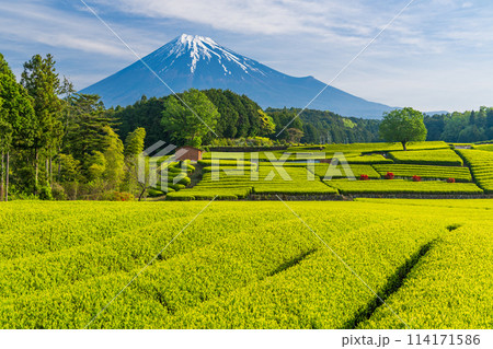 （静岡県）もえぎ色が美しい大淵笹場茶畑越しに富士山 114171586