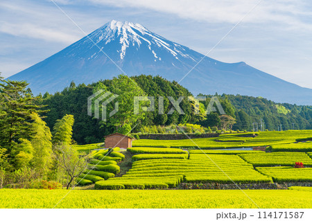 （静岡県）もえぎ色が美しい大淵笹場茶畑越しに富士山 114171587