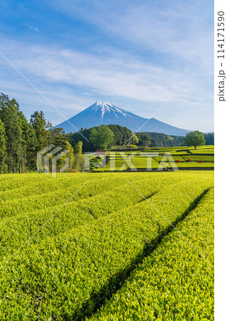 （静岡県）もえぎ色が美しい大淵笹場茶畑越しに富士山 114171590