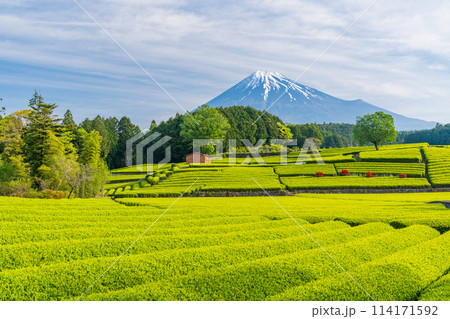 （静岡県）もえぎ色が美しい大淵笹場茶畑越しに富士山 114171592