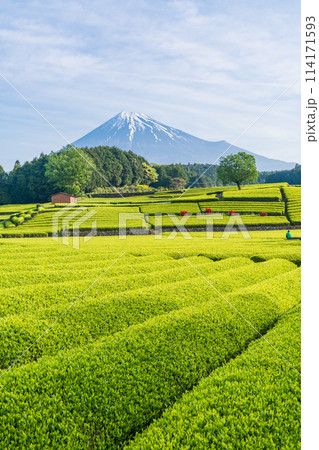 （静岡県）もえぎ色が美しい大淵笹場茶畑越しに富士山 114171593