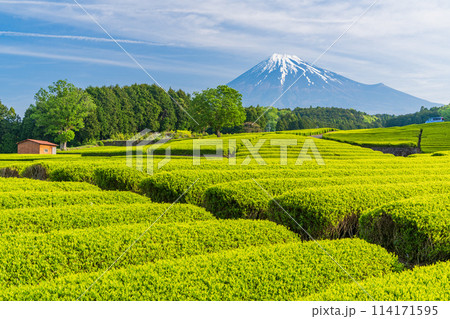 (静岡県)もえぎ色が美しい大淵笹場茶畑越しに富士山 (静岡県)もえぎ色が美しい大淵笹場茶畑越しに富士山 114171595