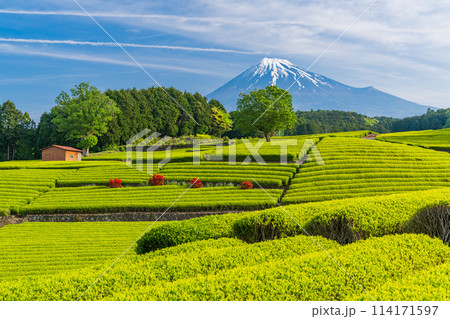 （静岡県）もえぎ色が美しい大淵笹場茶畑越しに富士山 114171597