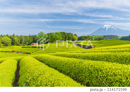 （静岡県）もえぎ色が美しい大淵笹場茶畑越しに富士山 114171599