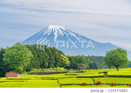 (静岡県)もえぎ色が美しい大淵笹場茶畑越しに富士山 (静岡県)もえぎ色が美しい大淵笹場茶畑越しに富士山 114171601