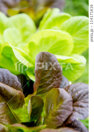 Fresh organic green leaves lettuce salad plant  114171616