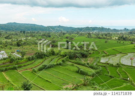 Picturesque rice terraces on the popular tourist island of Bali. 114171839
