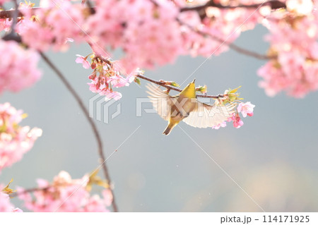 メジロと河津桜 114171925