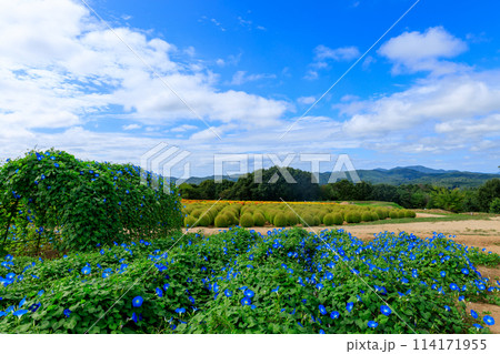 花夢の里　初秋の花ヘブンリーブルーと青空 114171955