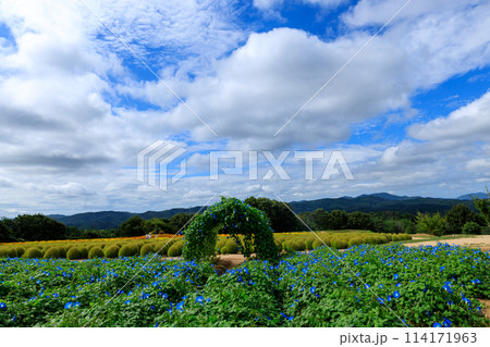花夢の里 初秋の花ヘブンリーブルーと青空 花夢の里 初秋の花ヘブンリーブルーと青空 114171963